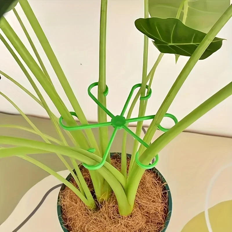 Набор из 8 опор для стеблей ра – обзор и цена Variegated Monstera Node