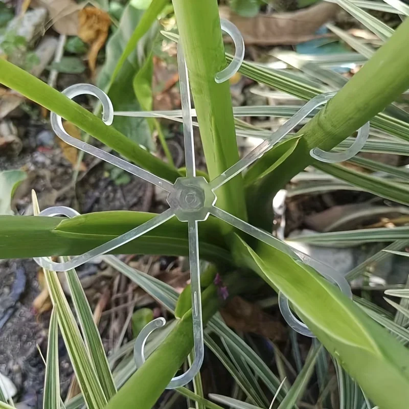 Комплект из 4 крепежных клипс  – обзор и цена Variegated Monstera Node