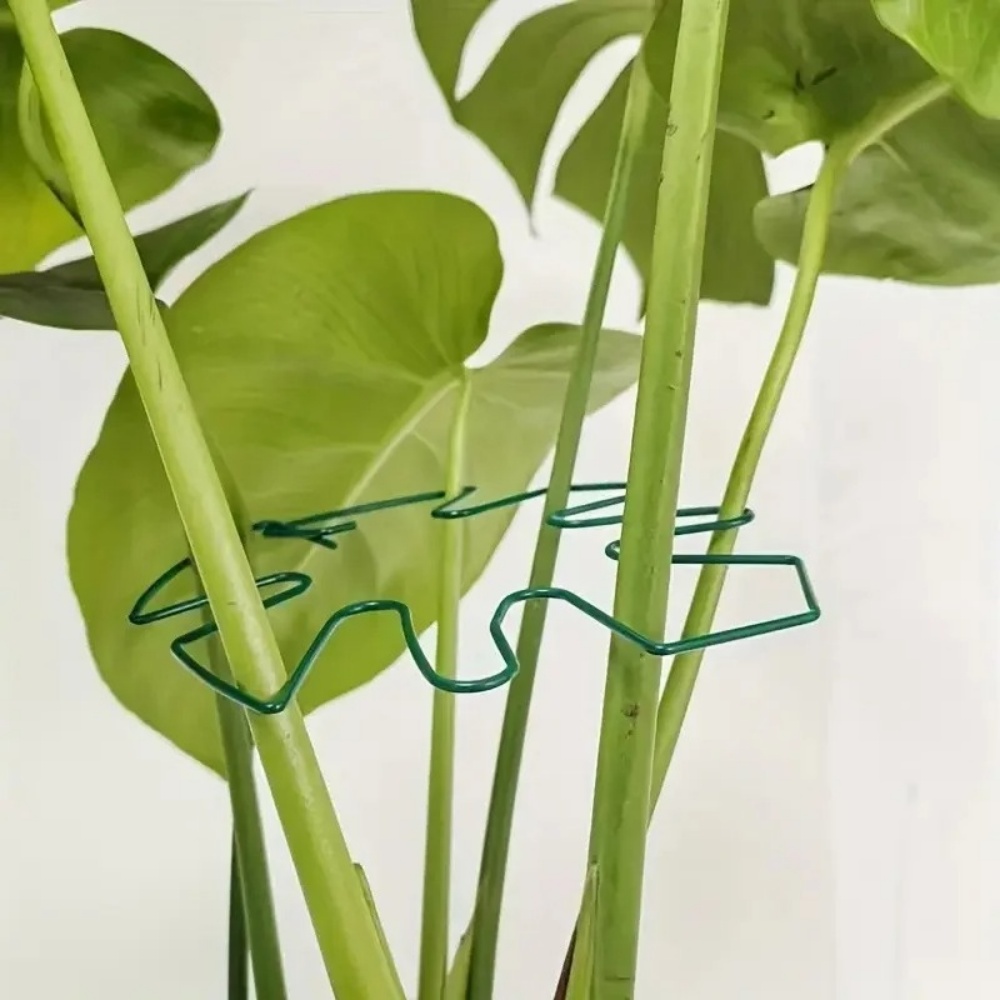 1 шт. Большая подставка для ра – обзор и цена Variegated Monstera Node